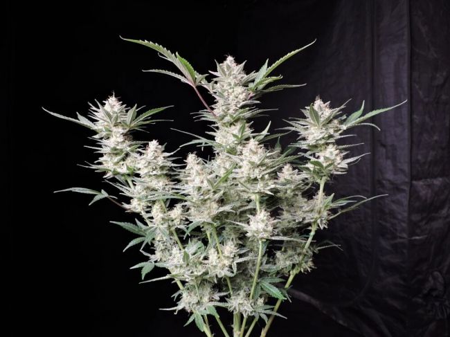 Strawberry Gorilla Auto Fem seeds