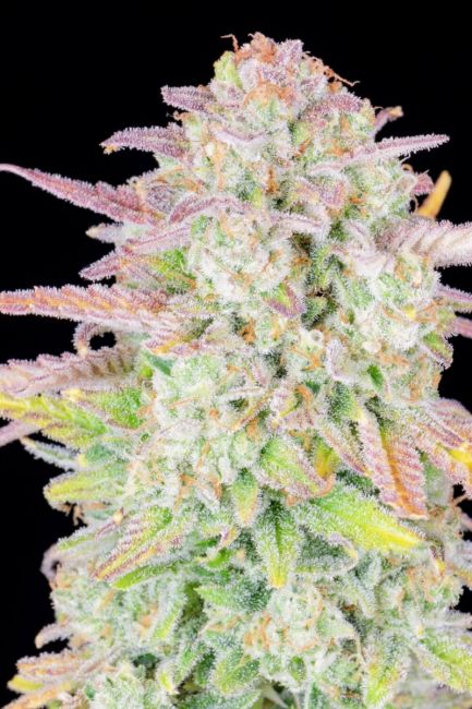 Original Trainwreck Auto Fem seeds