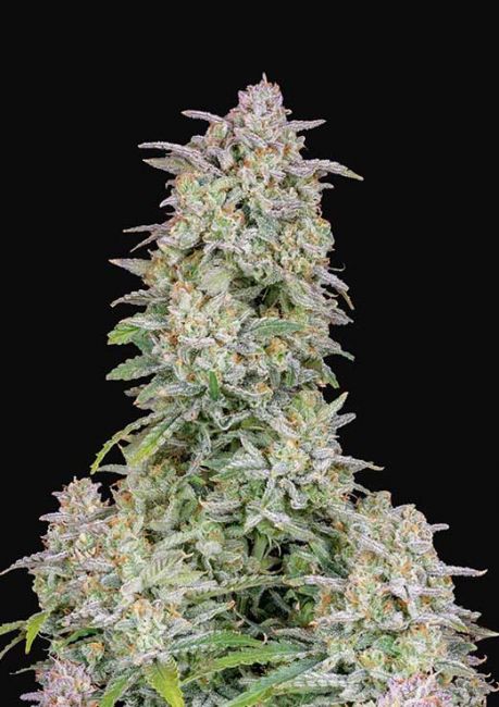Forbidden Runtz Auto Fem Fast Buds USA