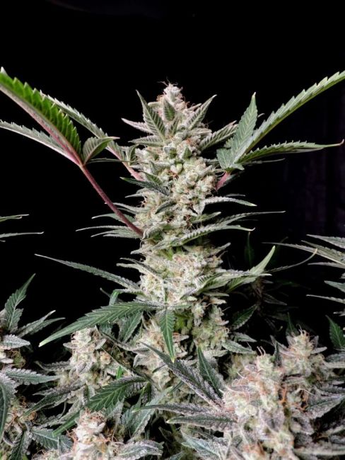 Strawberry Gorilla Auto Fem