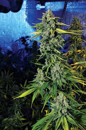 Blue Dream Haze S1 seeds