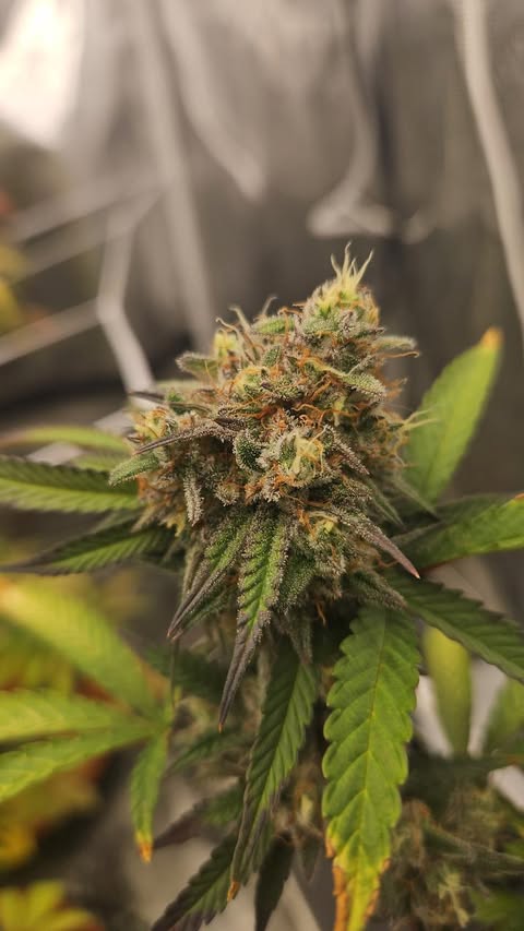 PURPZ (PURPLE KUSH X PINK CERTZ) FEM