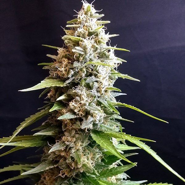 Maltezerz S1 seeds