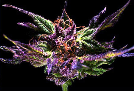 Grand Daddy Purple Regular Seeds - 10 — Grand Daddy Genetics