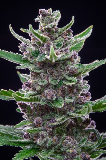 Tropicana Cookies Auto Fem Seeds
