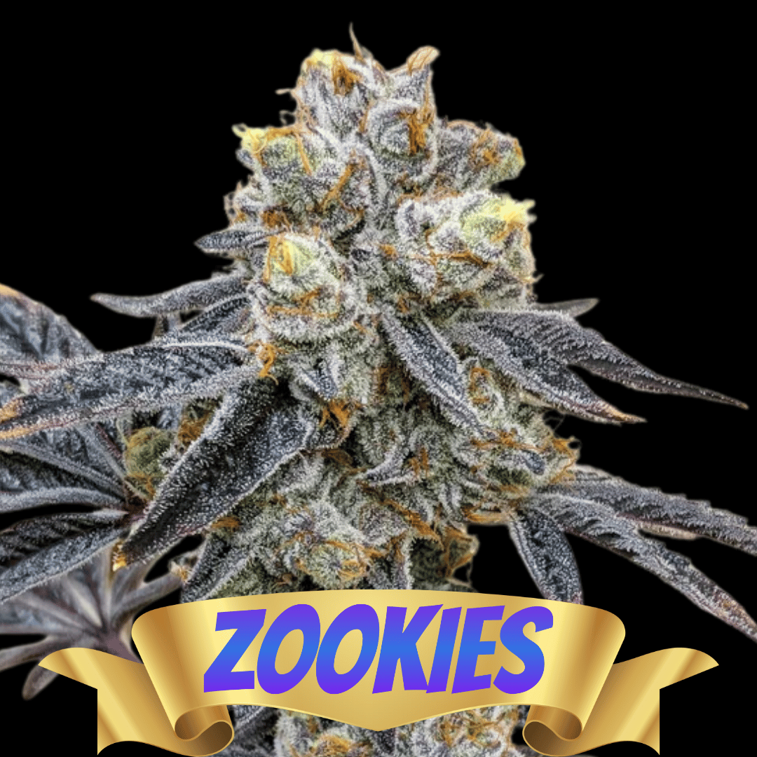 ZOOKIES (FEM)