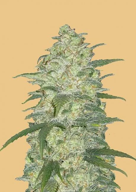 Original White Widow Auto Fem Seeds USA