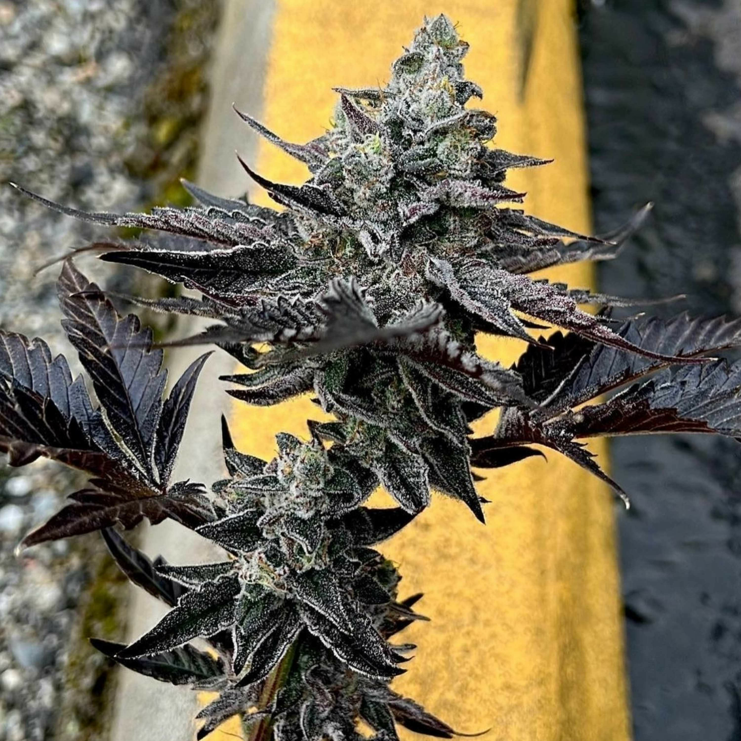 91 Octane Seeds (Biscotti x Scotty 2 Hotty) Exotic Genetix