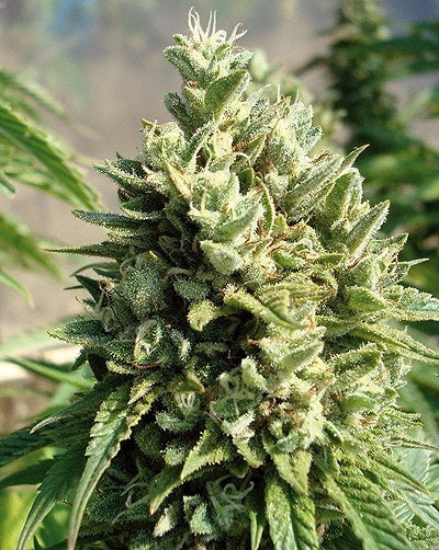 KANDY KUSH (FEM)