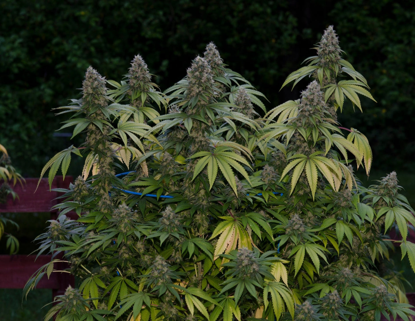 KANDY KUSH (FEM)
