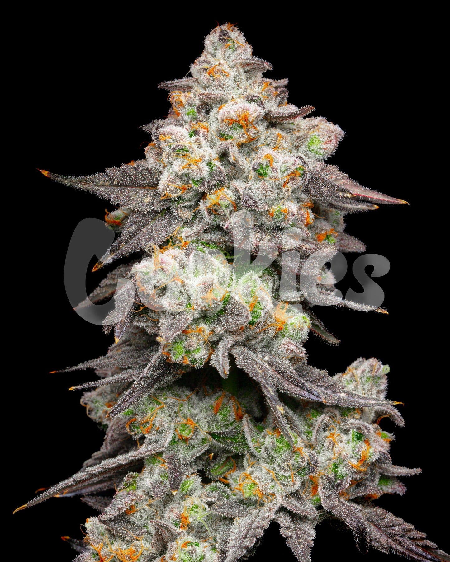 ACAI GRAPES ACAI GELATO X SUNSET SHERBERT STRAIN SEEDS COOKIES