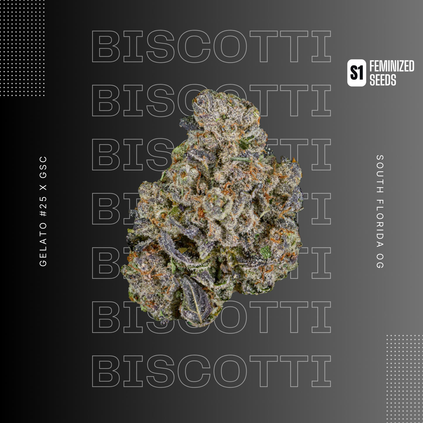 BISCOTTI S1