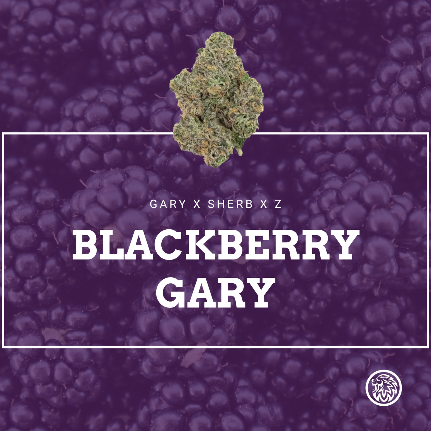 BLACKBERRY GARY S1 STRAIN FEMINIZED SEEDS
