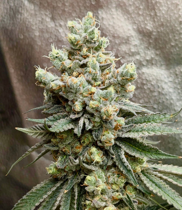 BLACK SUNDAE (SUNDAE DRIVER X BLACK SPRITZER) FEMINIZED CANNABIS SEEDS CANNARADO