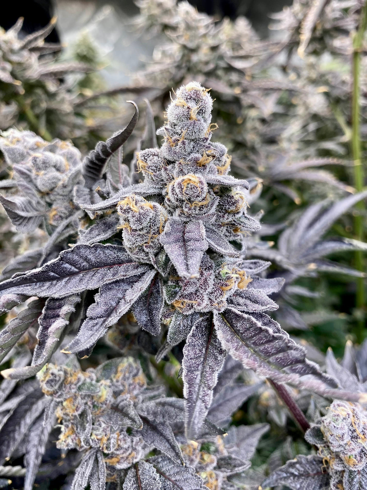 BLACK SUNDAE (SUNDAE DRIVER X BLACK SPRITZER) FEMINIZED CANNABIS SEEDS CANNARADO