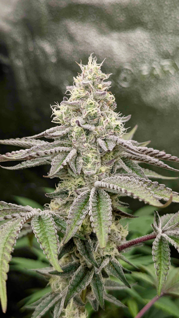 BLACK SUNDAE (SUNDAE DRIVER X BLACK SPRITZER)