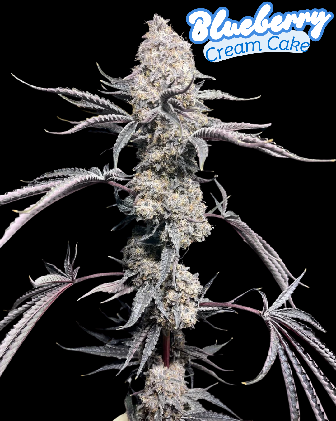 BLUEBERRY CREAM CAKE FEMINIZED SEEDS, ICE CREAM CAKE X BLUEBERRY SUGAR
