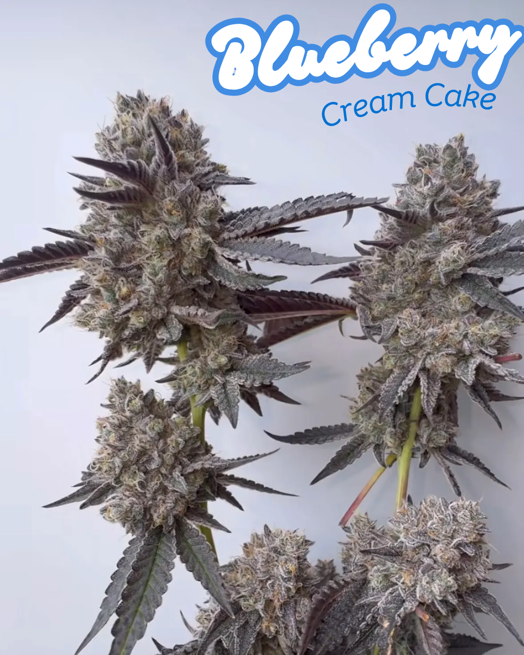 BLUEBERRY CREAM CAKE CANNABIS SEEDS, ICE CREAM CAKE X BLUEBERRY SUGAR