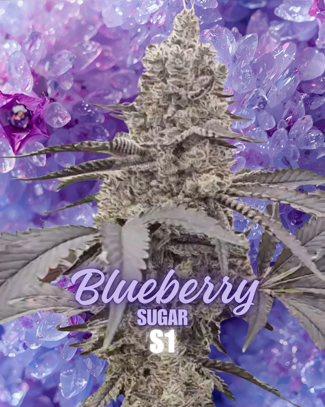 BLUEBERRY SUGAR S1 SEEDS