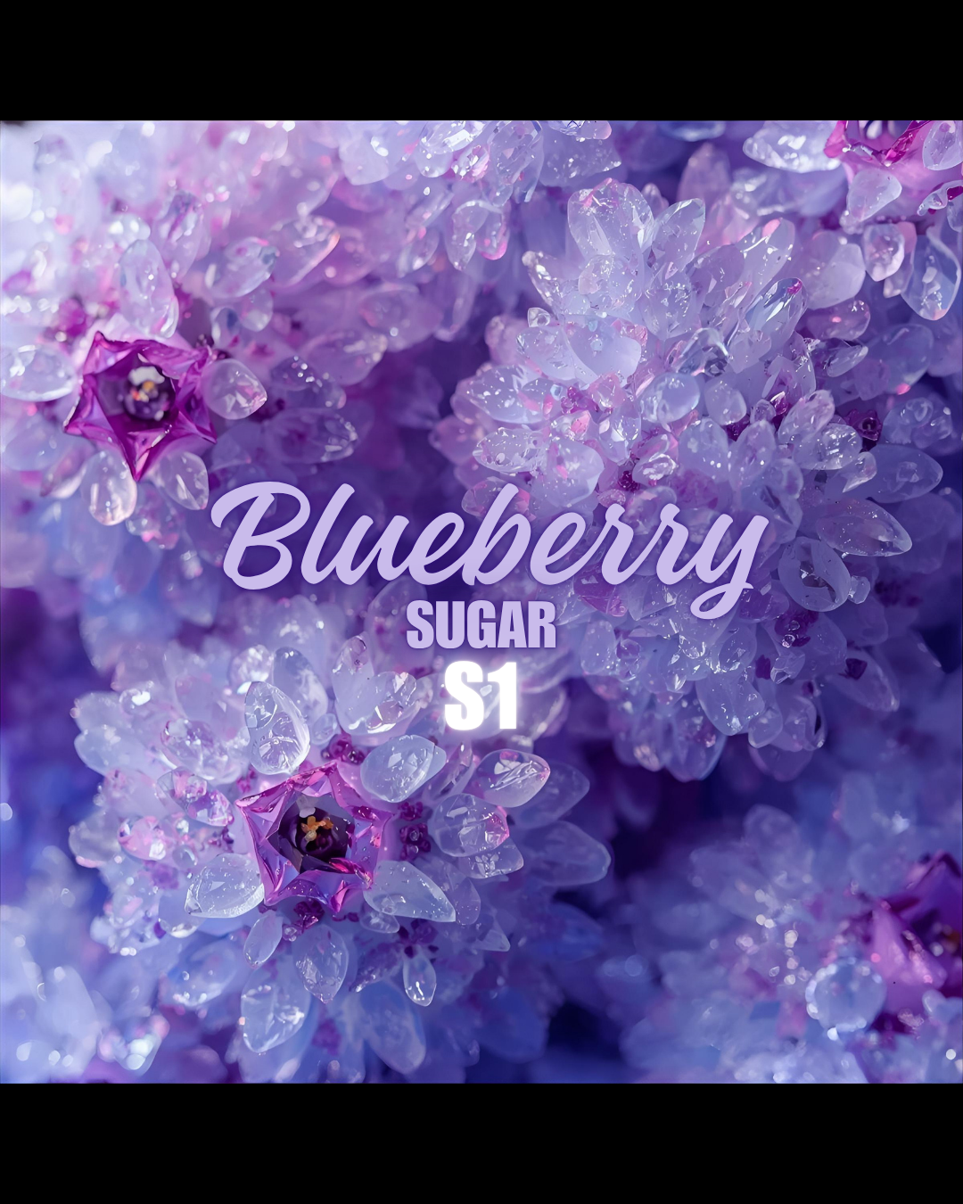 BLUEBERRY SUGAR SSEEDS