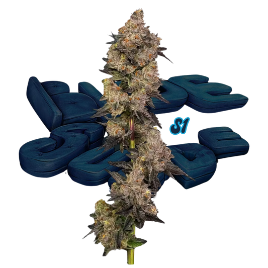 BLUE SUEDE S1
