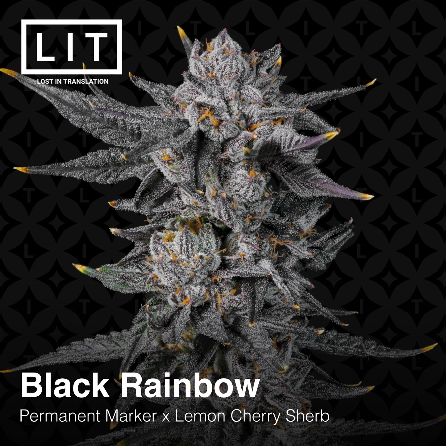 BLACK RAINBOW (FEM)