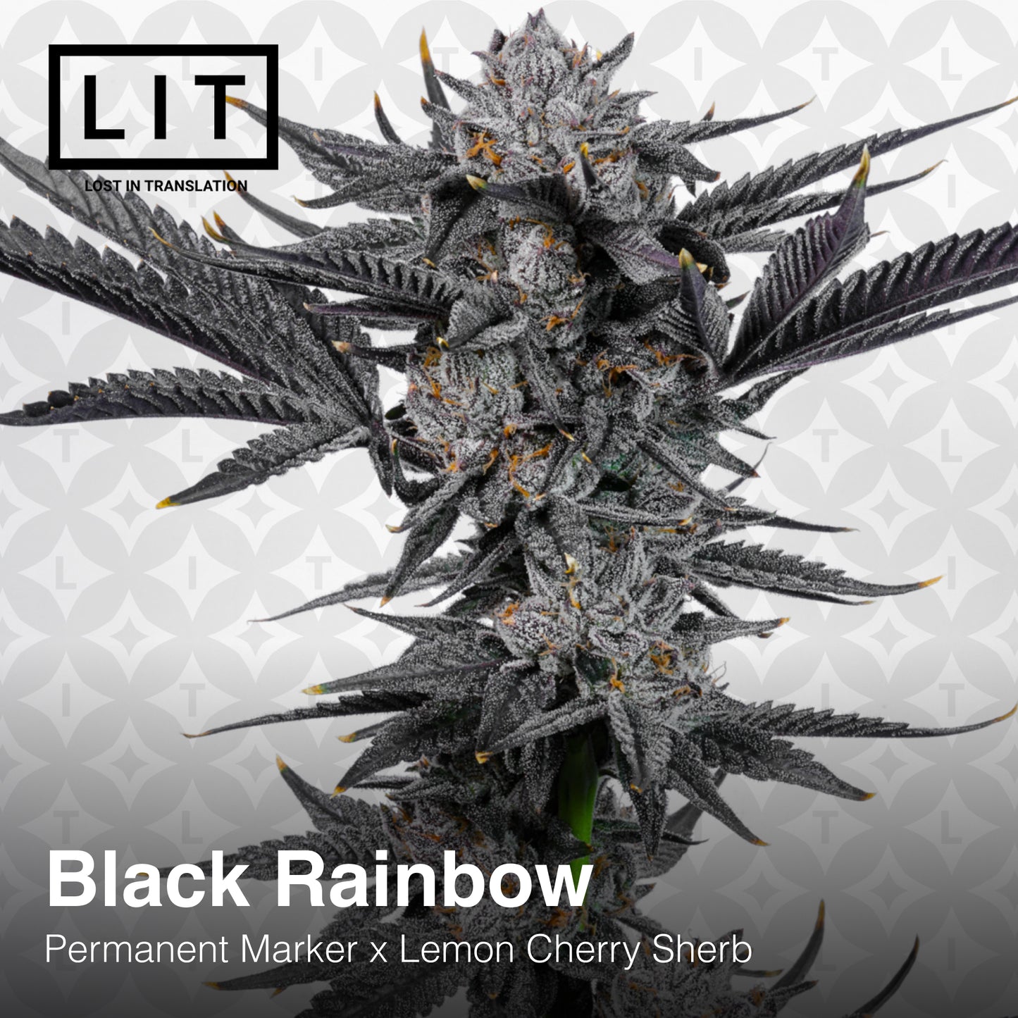 BLACK RAINBOW (FEM)