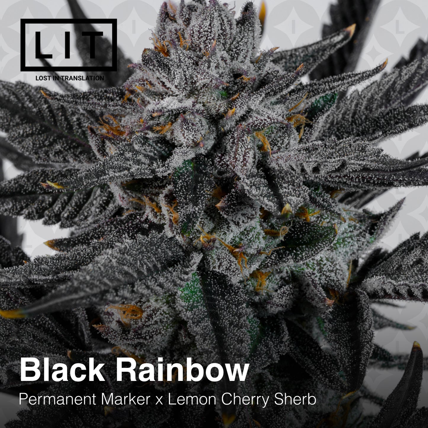 BLACK RAINBOW (FEM)
