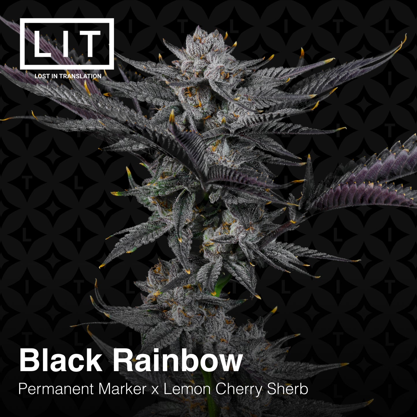 BLACK RAINBOW (FEM)