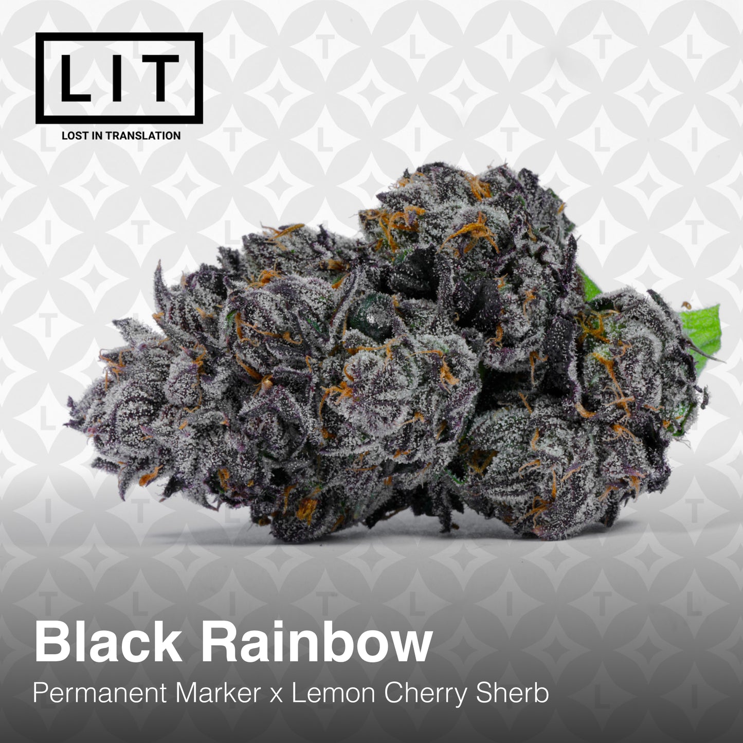 BLACK RAINBOW (FEM)