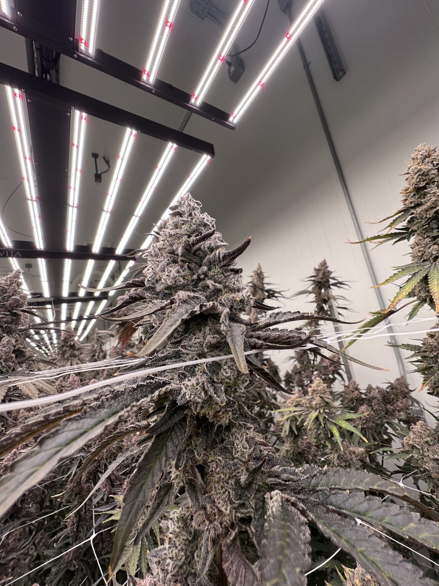 BLUEBERRY SUGAR S1 FEMINIZED SEEDS