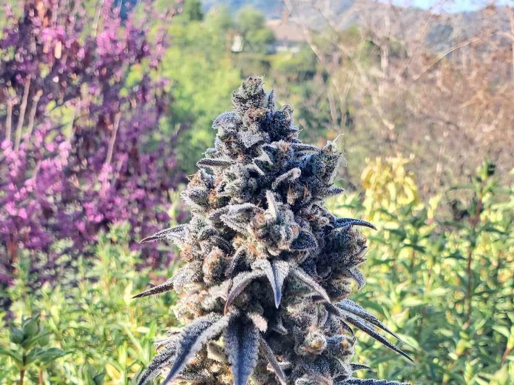 BLUEBERRY CUPCAKE (FEM)