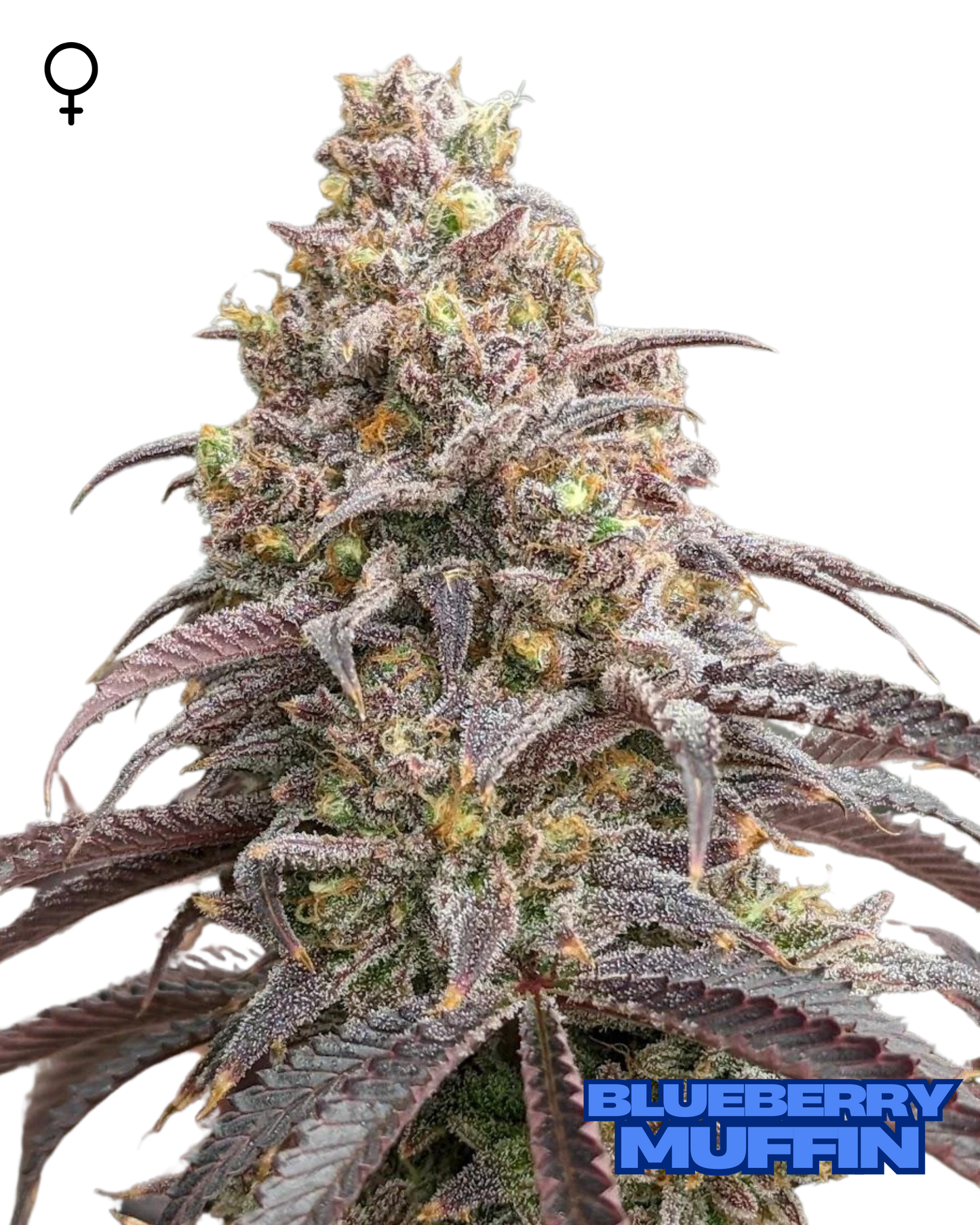 Blueberry Muffin Feminized Seeds