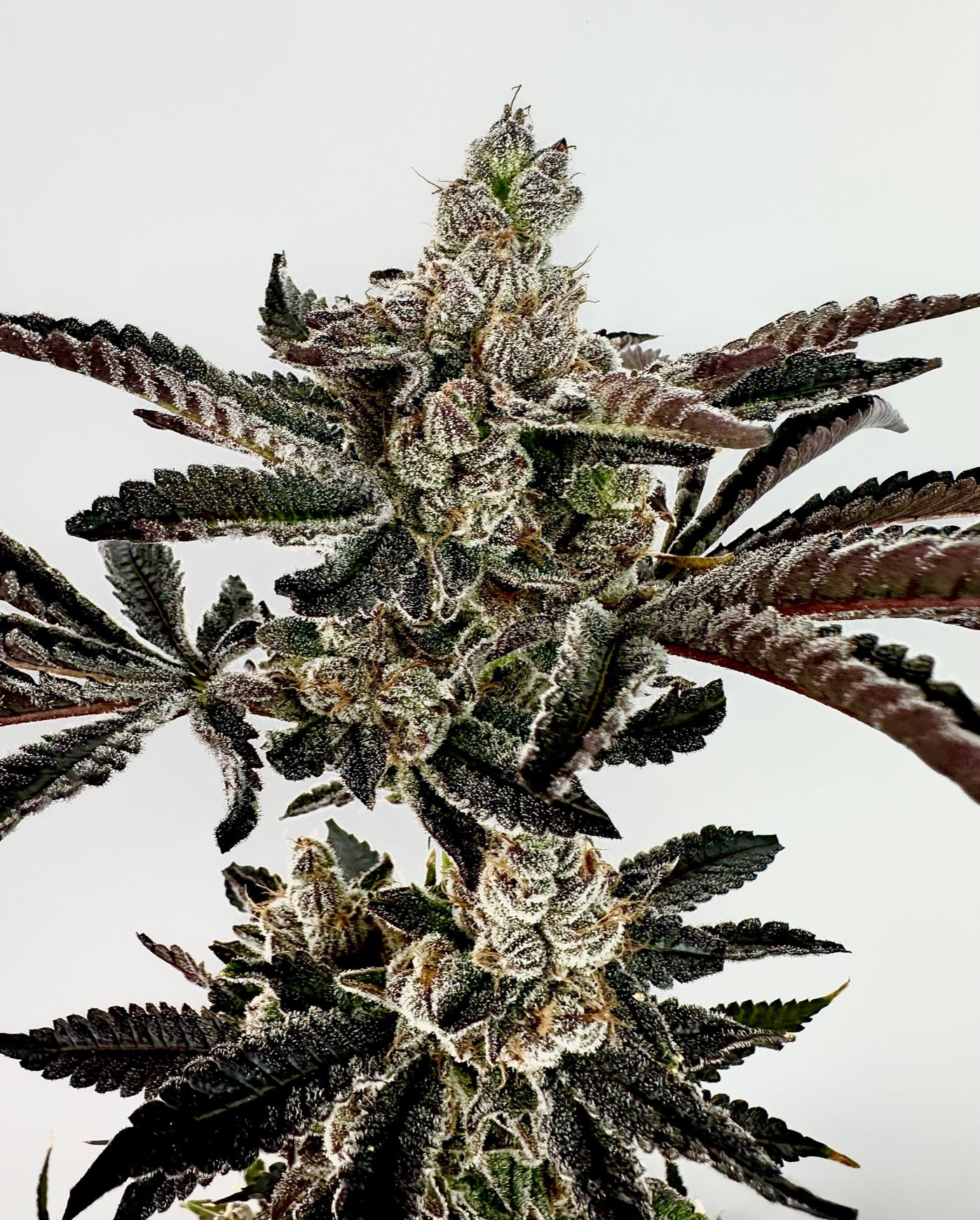 Sha-Boink ( Bonkers x Gary Poppins )