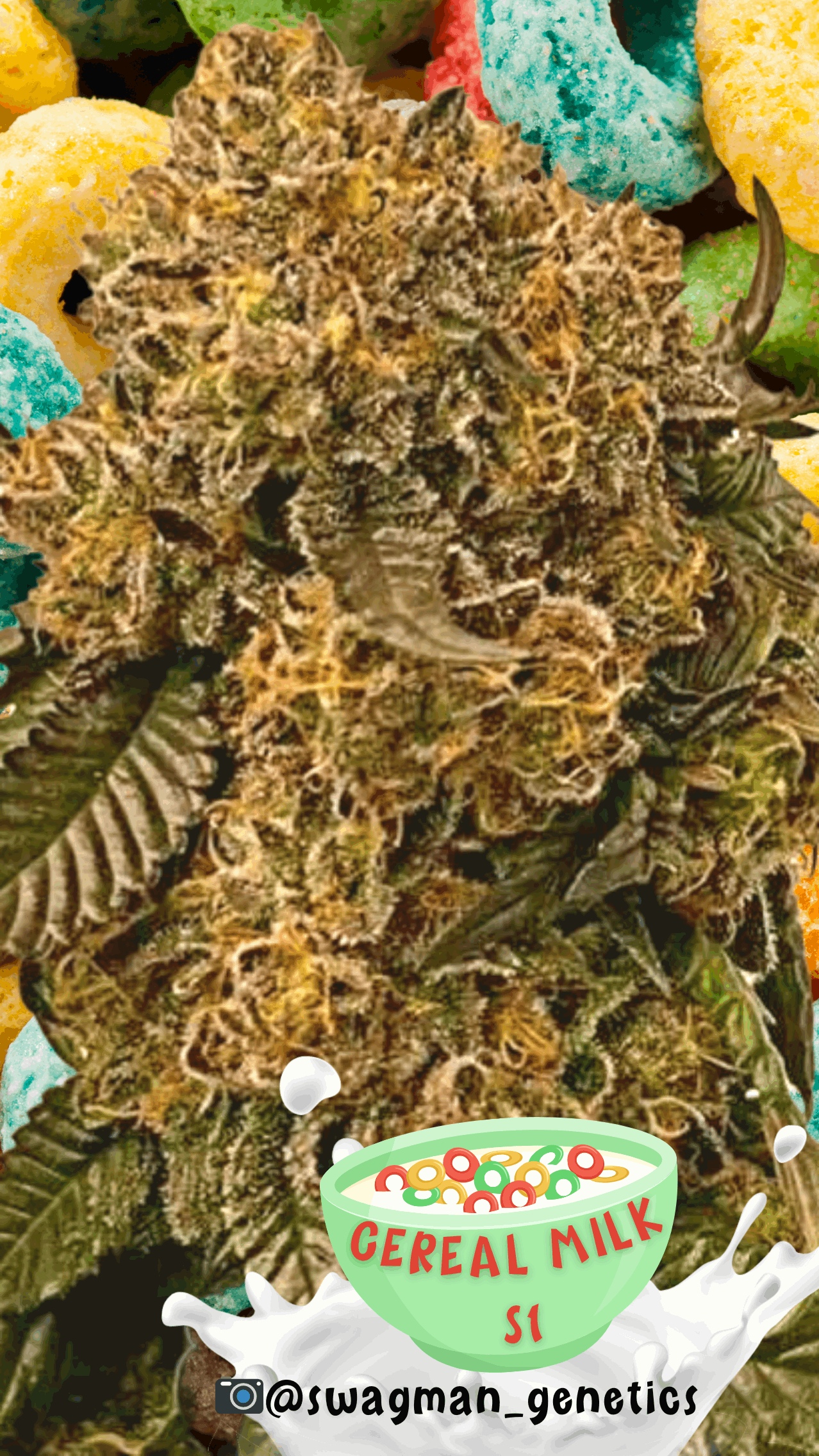 CEREAL MILK STRAIN FEMINIZED CANNABIS SEEDS S1