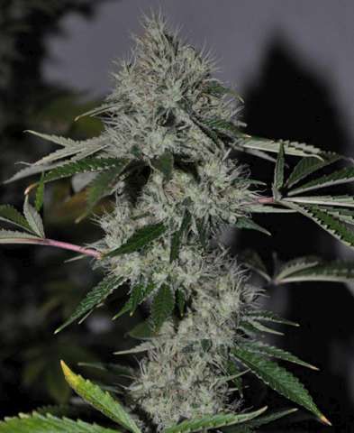 CHEM 4 OG FEMINIZED CANNABIS SEEDS