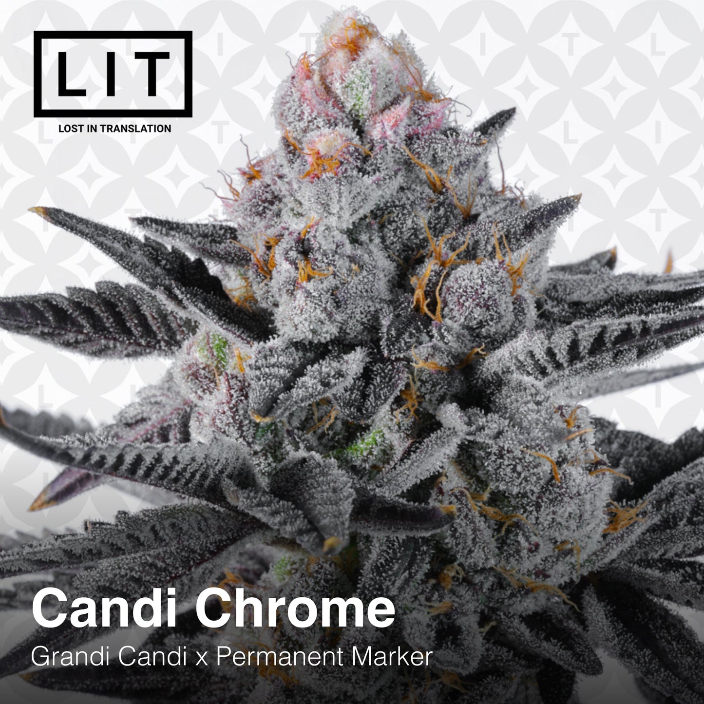 CANDY CHROME (Grandi Candi x Permanent Marker) Feminized Seeds. LIT FARMS