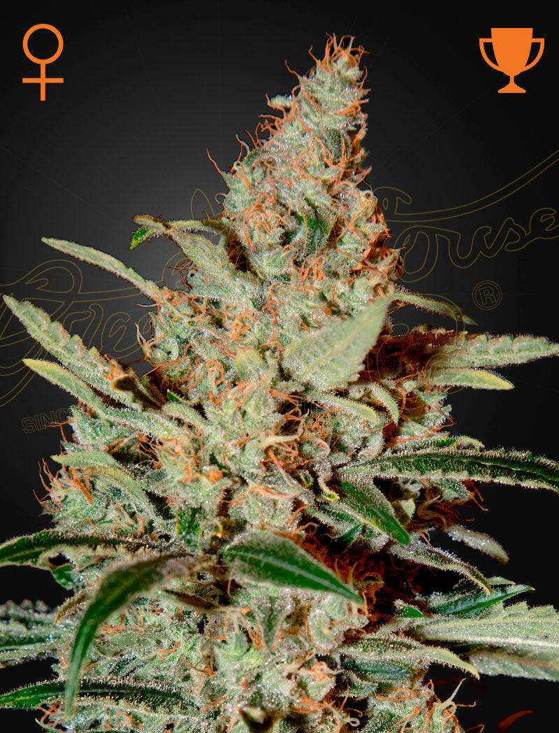 CHEMDOG Strain by Greenhouse Seed Co. GENETICS OG Kush x Sour Diesel Feminized Cannabis seeds