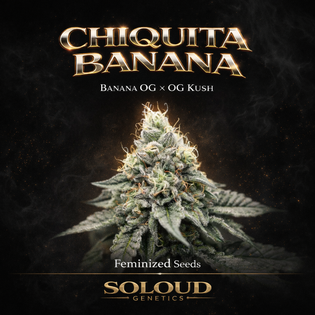 Chiquita Banana Feminized Cannabis Seeds