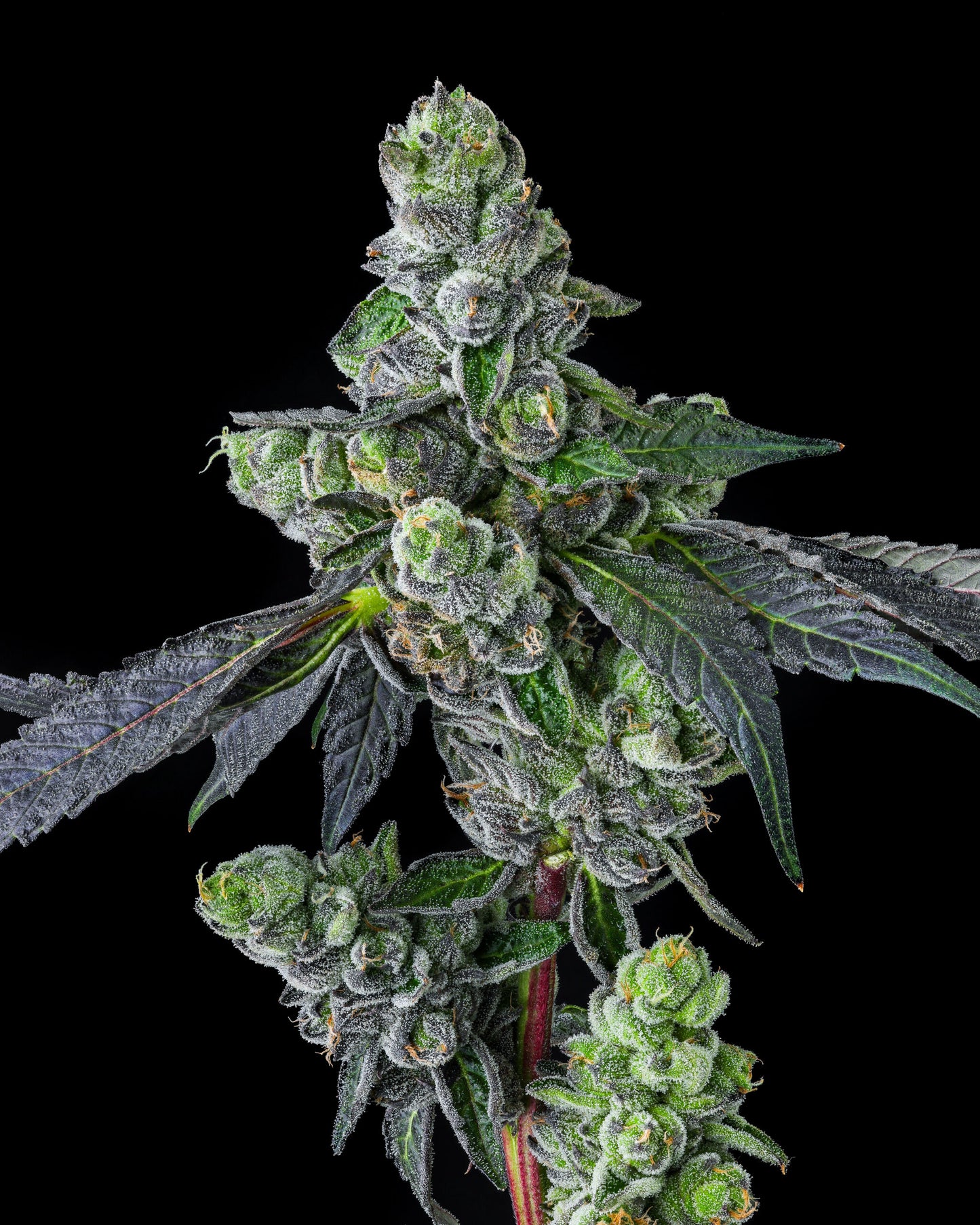 GOOFIEZ² FEMINIZED CANNABIS SEEDS COMPOUND GENETICS