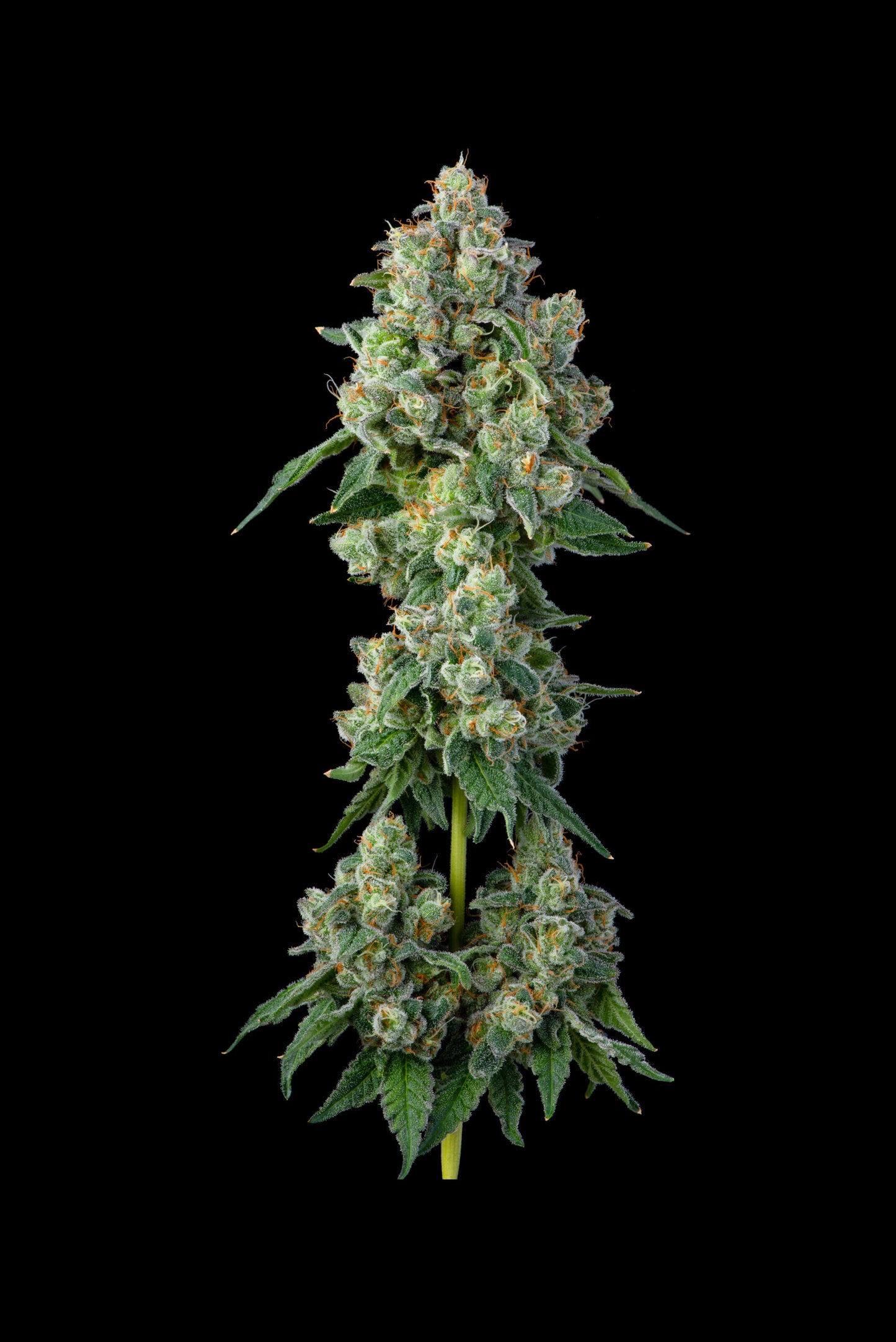 INSIDE JOKE FEMINIZED CANNABIS SEEDS COMPOUND GENETICS