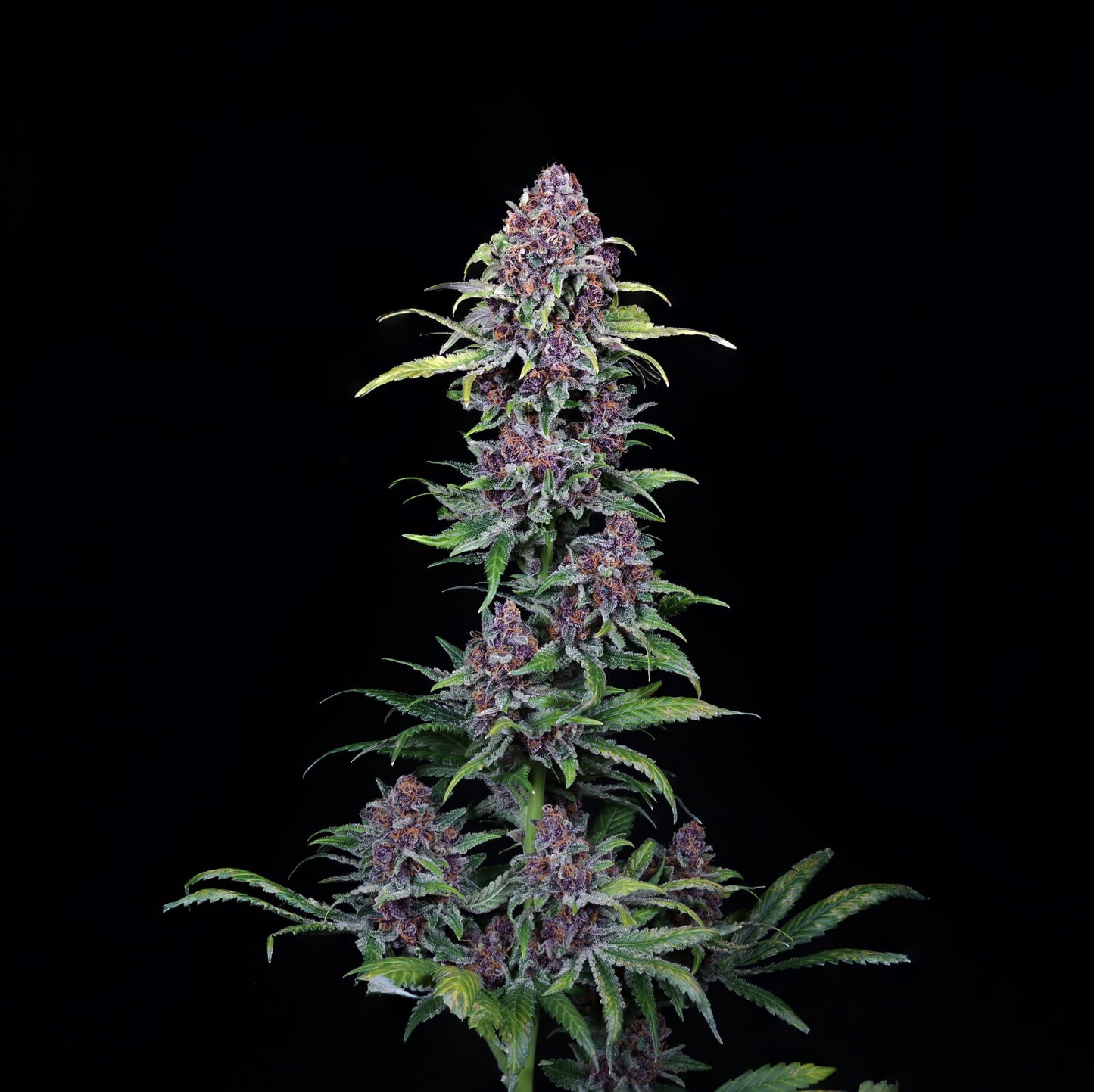 COMPOUND GENETICS NYC VAPOR FEMINIZED CANNABIS SEEDS
