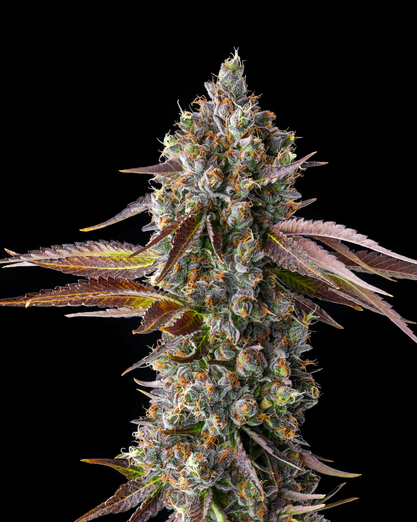 COMPOUND GENETICS STRAWBERRY SKRILLA FEMINIZED CANNABIS SEEDS