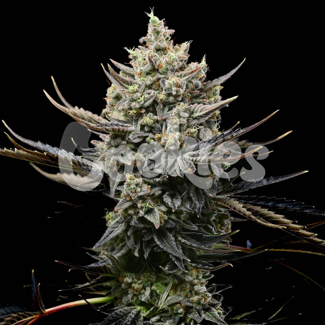 CORN SYRUP STRAIN, LONDON POUND CAKE #75 X SUNSET SHERBET COOKIES FEMINIZED SEEDS