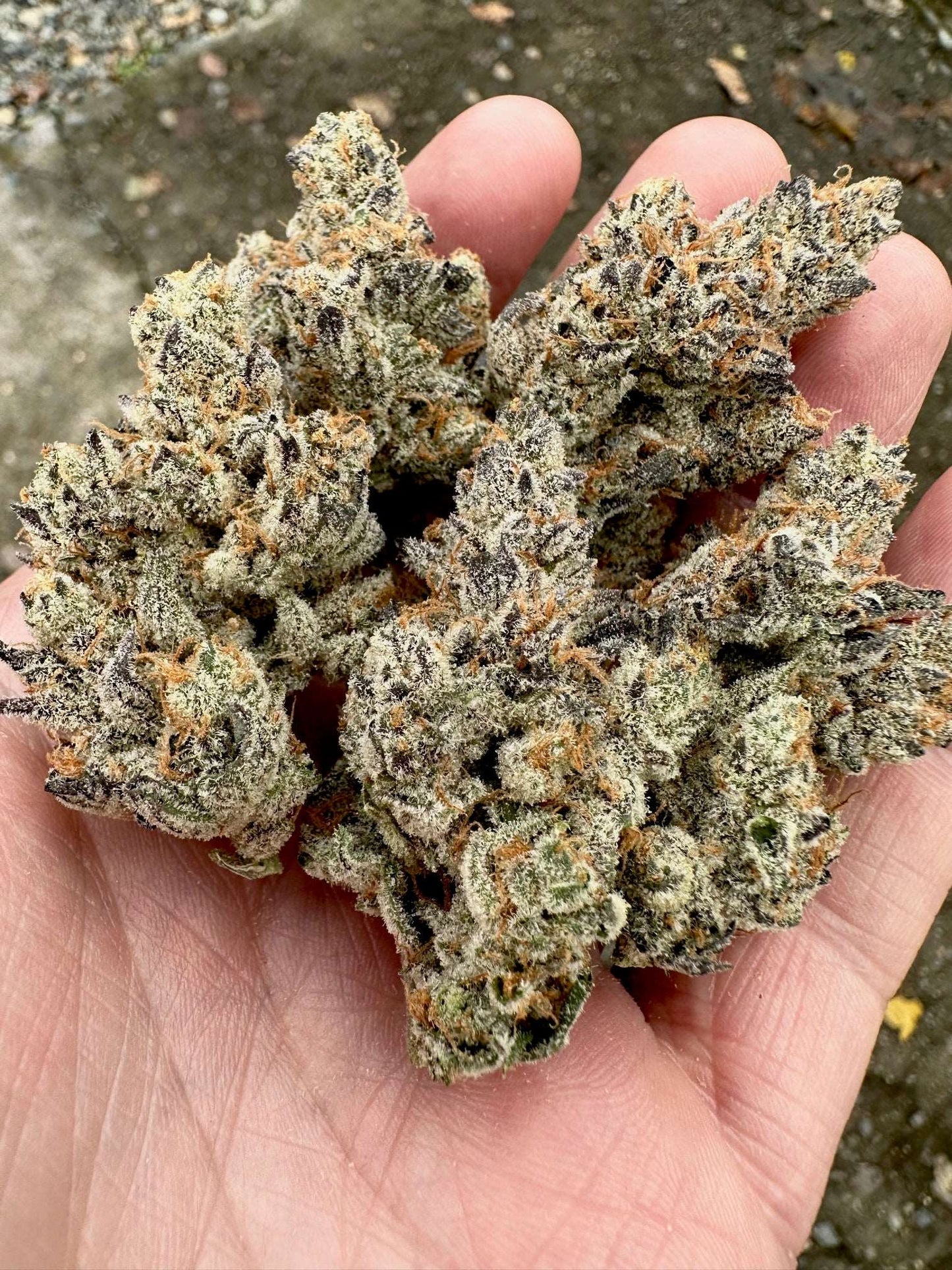 Cosmic 22 (Bakers Dozen x Falcon-9) Exotic Genetix
