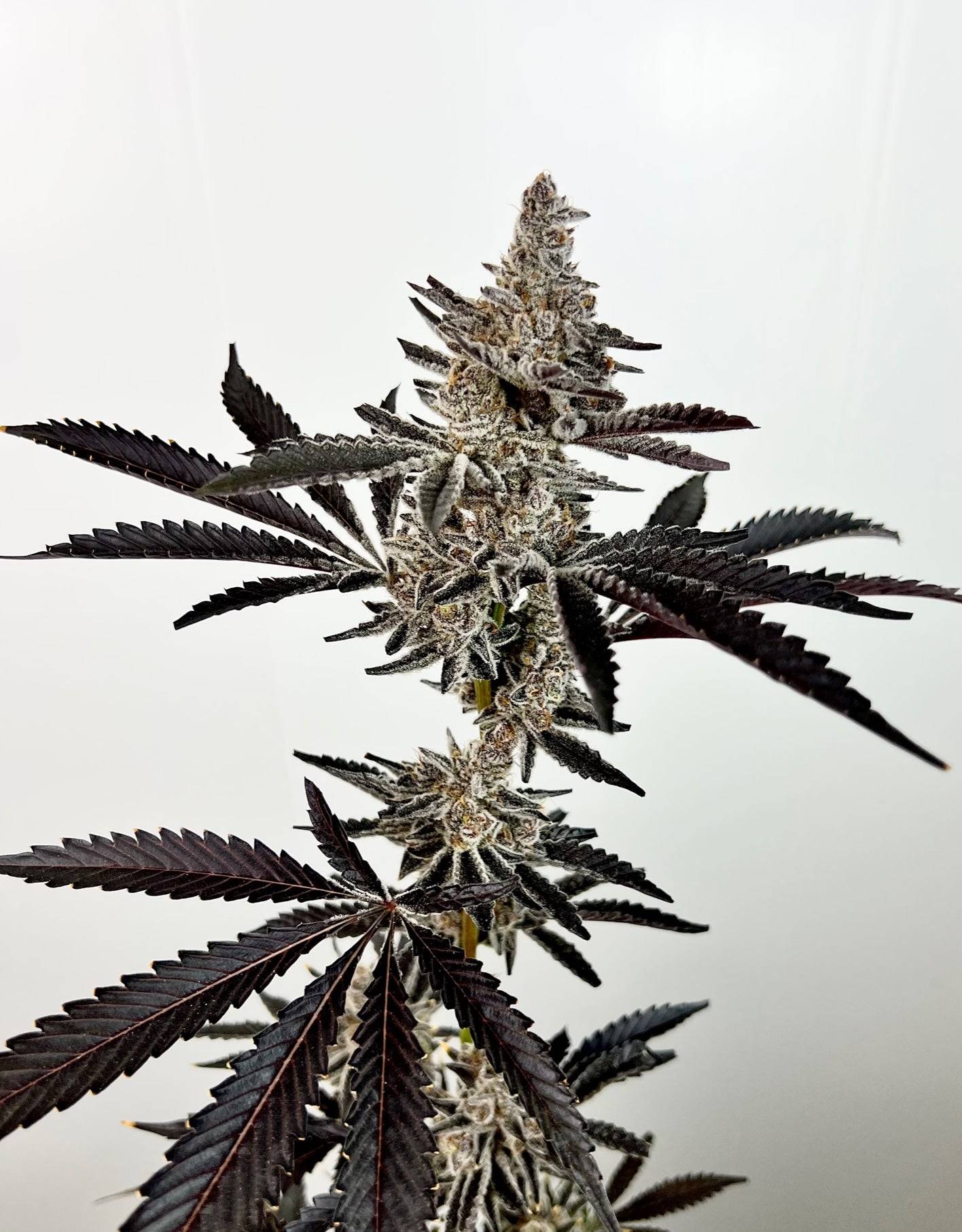 Cosmic 22 (Bakers Dozen x Falcon-9) Fem