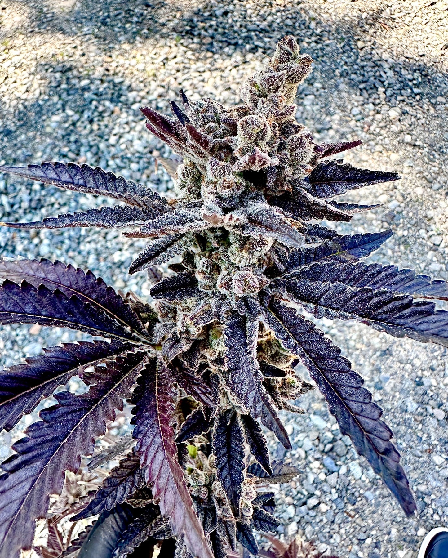 Cosmopolis (Cherry Cosmo x Gary Poppins )