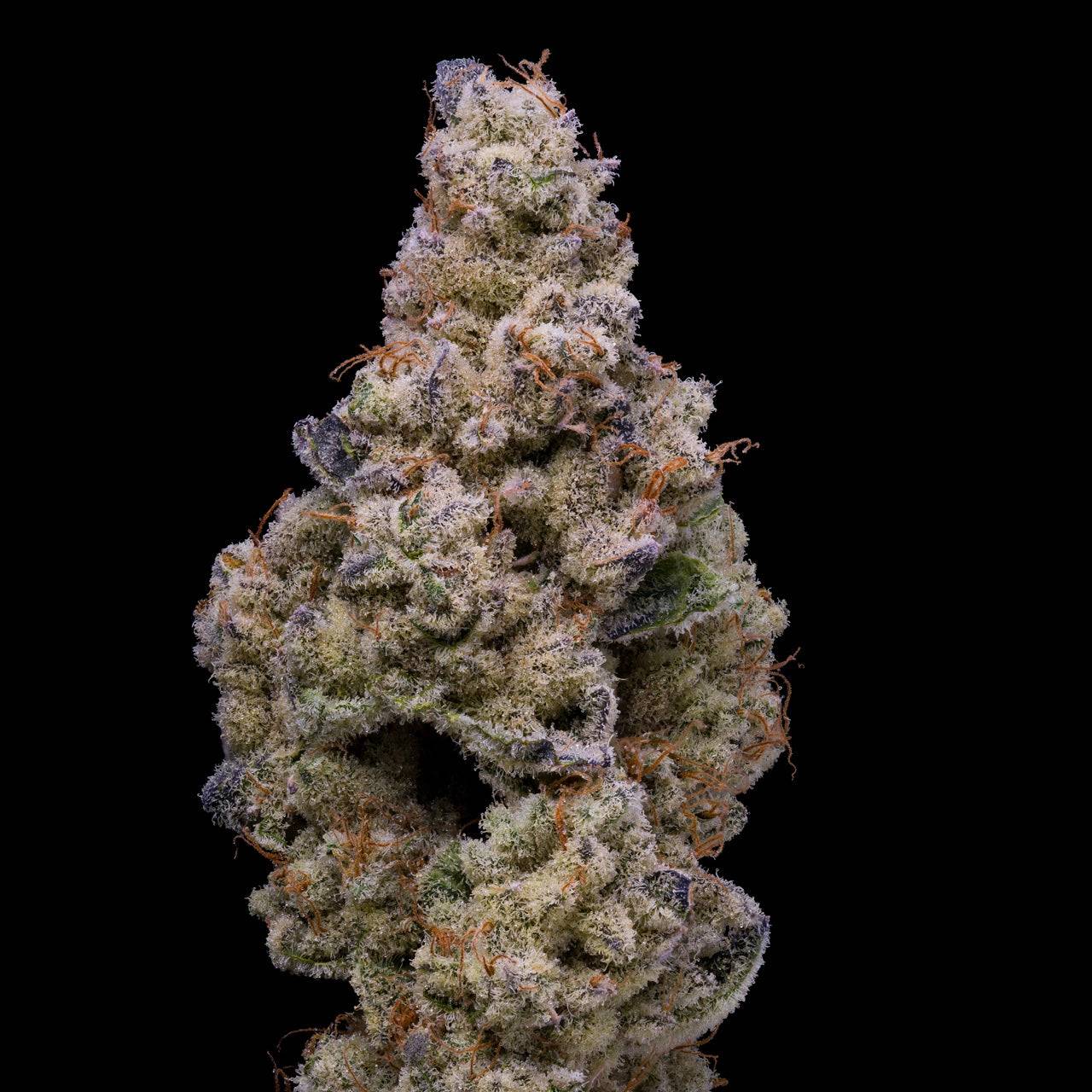CRISPY SUGAR STRAIN, HONEY BUNS X MEDELLIN , LEMONNADE FEMINIZED SEEDS