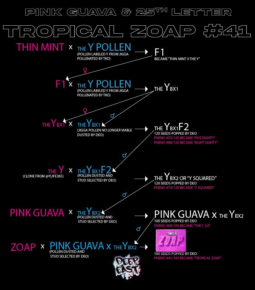 TROPICAL ZOAP S1