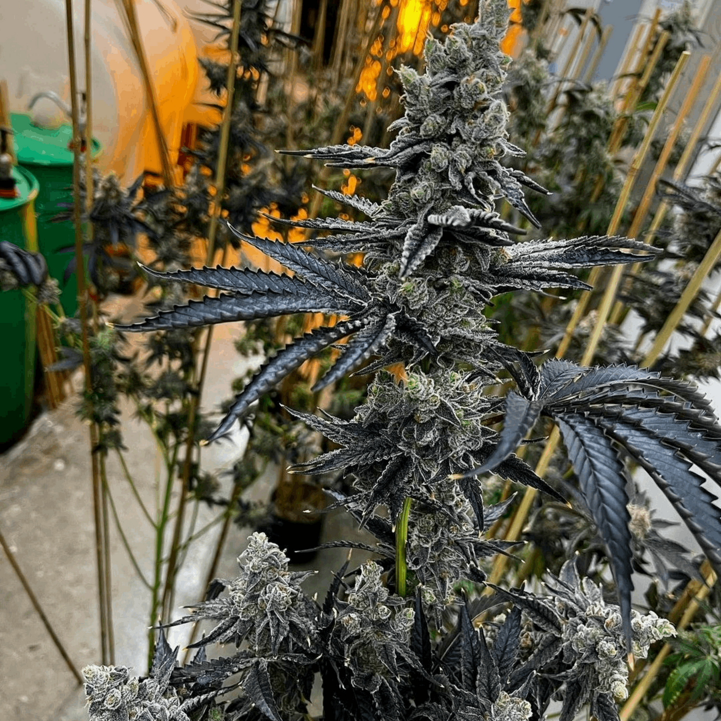 Dirty Bird (Falcon 9 x Scotty 2 Hotty) 6 Fems Exotic Genetix